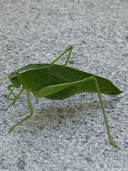 Chloroscirtus forcipatus