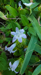 Richardia grandiflora
