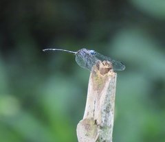 Dythemis nigra