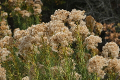 Ericameria paniculata