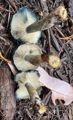Psilocybe caerulescens