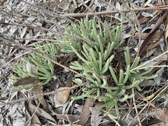 Dudleya edulis