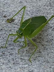 Chloroscirtus forcipatus