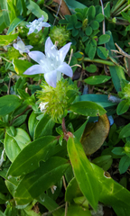 Richardia grandiflora