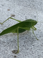 Chloroscirtus forcipatus