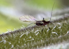Macrosiphum