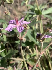 Geranium viscosissimum