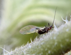 Macrosiphum