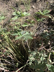 Geranium viscosissimum