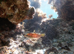 Notolabrus parilus