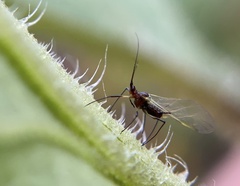 Macrosiphum