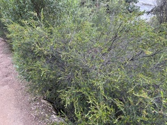 Micrantheum hexandrum