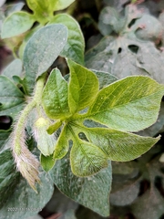 Ipomoea pes-tigridis