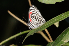 Diaethria clymena