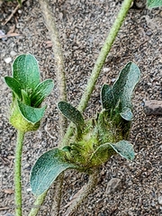 Ipomoea pes-tigridis