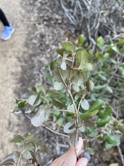 Lonicera subspicata