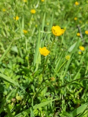 Ranunculus bulbosus