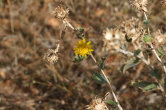 Grindelia camporum