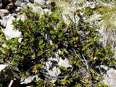 Veronica decumbens