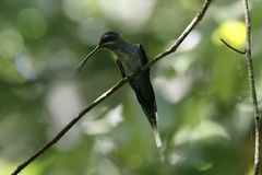 Phaethornis bourcieri
