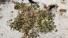 Proboscidea althaeifolia