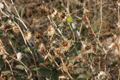 Grindelia camporum