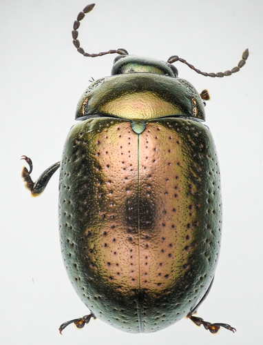 Klamath Weed Beetle