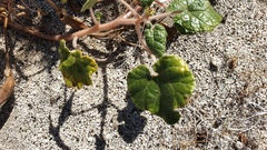 Proboscidea althaeifolia