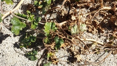 Proboscidea althaeifolia