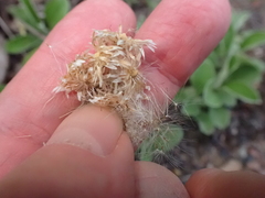 Antennaria howellii