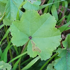 Malva parviflora