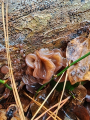 Exidia