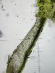 Cryptomitrium tenerum