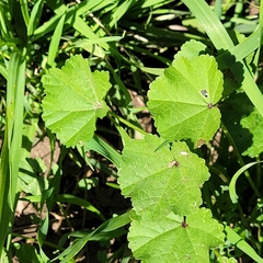 Malva parviflora