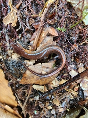 Plethodon