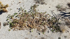 Proboscidea althaeifolia