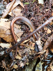 Plethodon