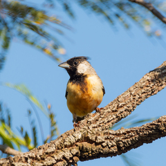 Charitospiza eucosma