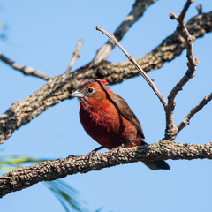 Coryphospingus cucullatus