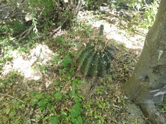Ferocactus townsendianus