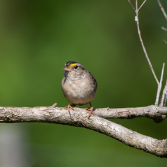Ammodramus humeralis