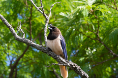 Cyanocorax cristatellus