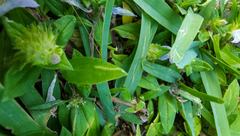 Richardia grandiflora