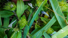 Richardia grandiflora