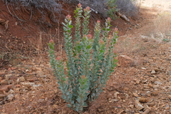 Arctostaphylos viscida