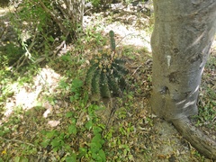 Ferocactus townsendianus