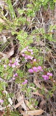 Boronia microphylla