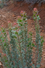 Arctostaphylos viscida