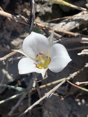 Calochortus bruneaunis