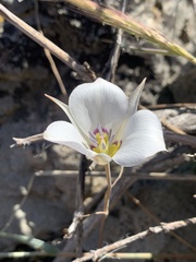 Calochortus bruneaunis